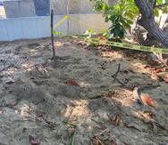 En la imagen se aprecia la arena suelta que corresponde al nido nuevo, justo al lado del perímetro marcado con el nido anterior que colocó el carey..