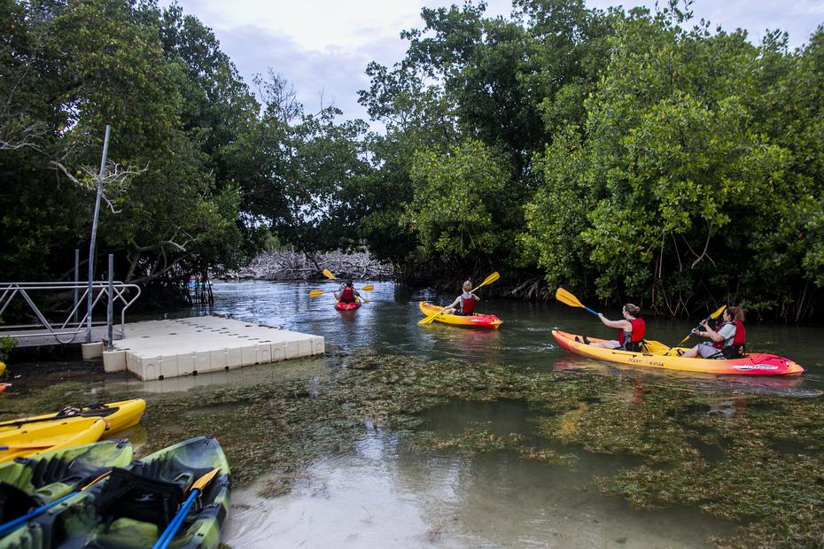 La experiencia de recorrer los canales de manglares de la Reserva de las Cabezas de San Juan es extraordinaria.