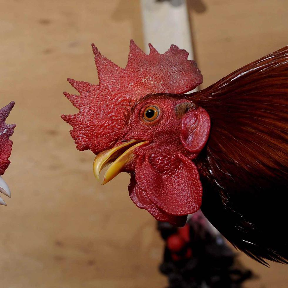 Las peleas de gallo serán prohibidas en la isla a partir de diciembre de este año. (GFR Media)
