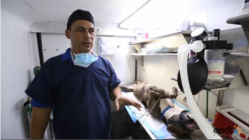 El médico veterinario José Armando Cruz Rivera obtuvo el más alto galardón que otorga la Sociedad Americana para la Prevención de la Crueldad hacia los Animales por su trabajo de esterilizar perros y gatos realengos en Puerto Rico.