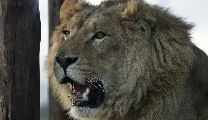 Descubren en África los restos de los leones más grandes jamás conocidos -  El Nuevo Día