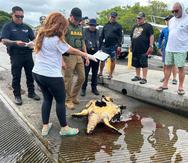 Personal del DRNA y de la entidad Tortugueros del Sur recuperaron el cadáver de la tortuga carey.