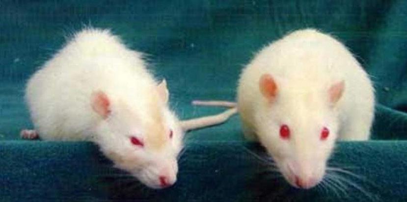 Los ratones del experimento no atacaban a otros congéneres que estuvieran en la misma jaula. (EFE)