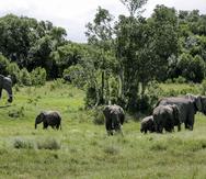 Familia de elefantes pasta en el parque Ol Pejeta, en Kenia. (AP Foto/Khalil Senosi)