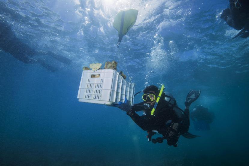 En esta imagen, tomada el 28 de febrero de 2018, el buceador y cofundador de Force Blue Rudy Reyes transporta una caja llena de corales para sustituir los que fueron arrancados de la barrera durante el huracán María. (AP/Carlos Giusti)