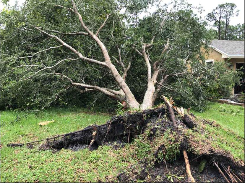 Así quedó un árbol localizado en el patio de una residencia en la comunidad Loxahatchee, en Palm Beach, Florida, tras el paso del tornado. (Twitter/@photoericp)