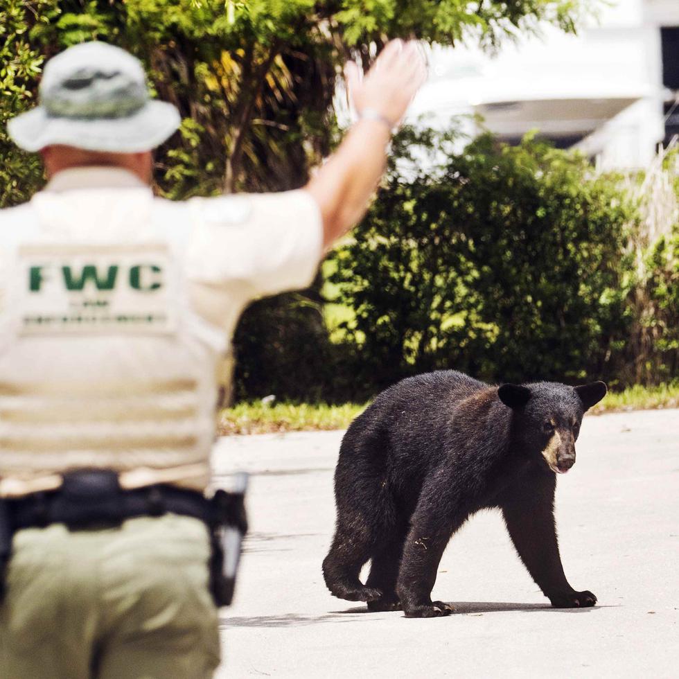 Una foto de archivo muestra a un oficial mientras intenta intervenir con un oso negro.