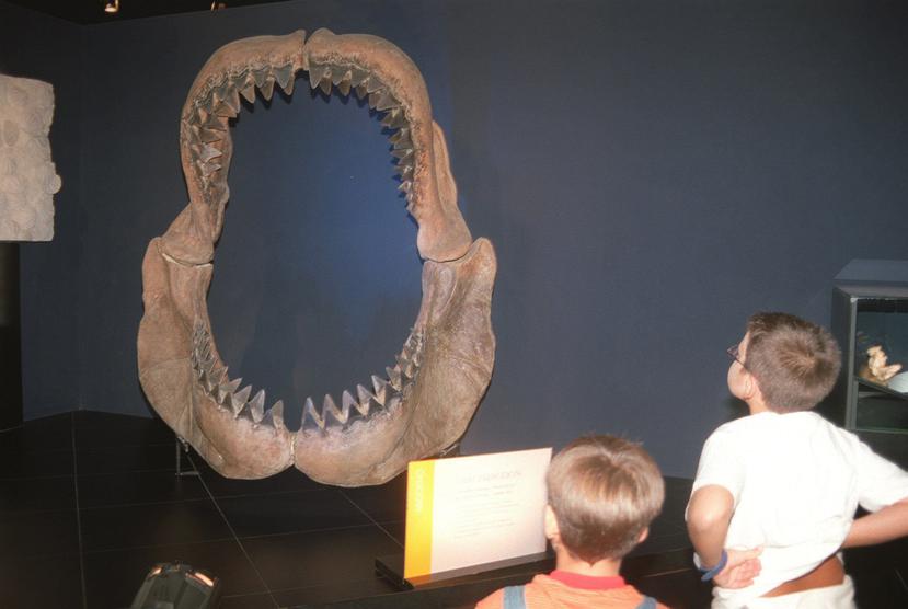 Dos niños contemplan las mandíbulas de un "Carcharodon Megalodon", el pez carnívoro más grande que ha existido, un tiburón que vivió hace 20 millones de años y que podía llegar a medir 20 metros.