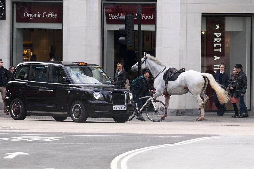Un caballo blanco suelto pasa por las calles de Londres cerca de Aldwych, el miércoles 24 de abril de 2024. (Jordan Pettitt/PA via AP)