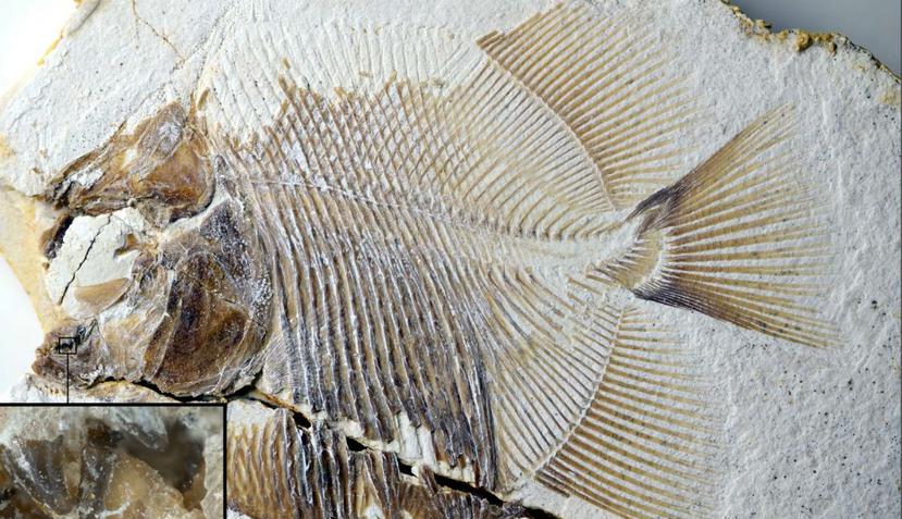 Este pez estaba equipado para cortar carne de una manera sorprendentemente similar a las pirañas modernas. (Jura-Museo, Eichstatt, Alemania)
