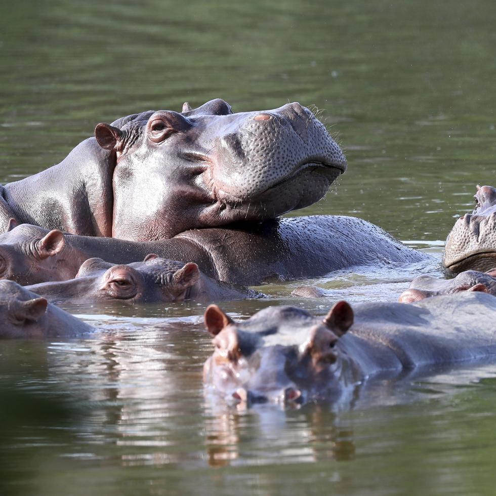 Hipopótamos flotando en una laguna de la Hacienda Nápoles, donde Pablo Escobar supo tener un verdadero zoológico con animales exóticos, hoy convertida en un parque temático. Foto del 4 de febrero del 2021.