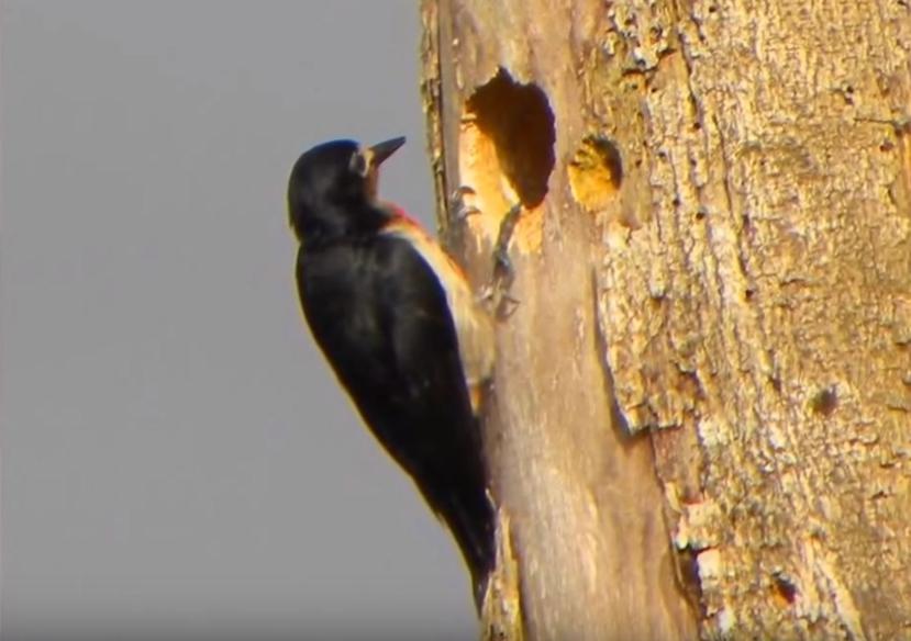 El pájaro carpintero puede dar de 15 a 20 fuertes cantazos por segundo a la corteza de un árbol.