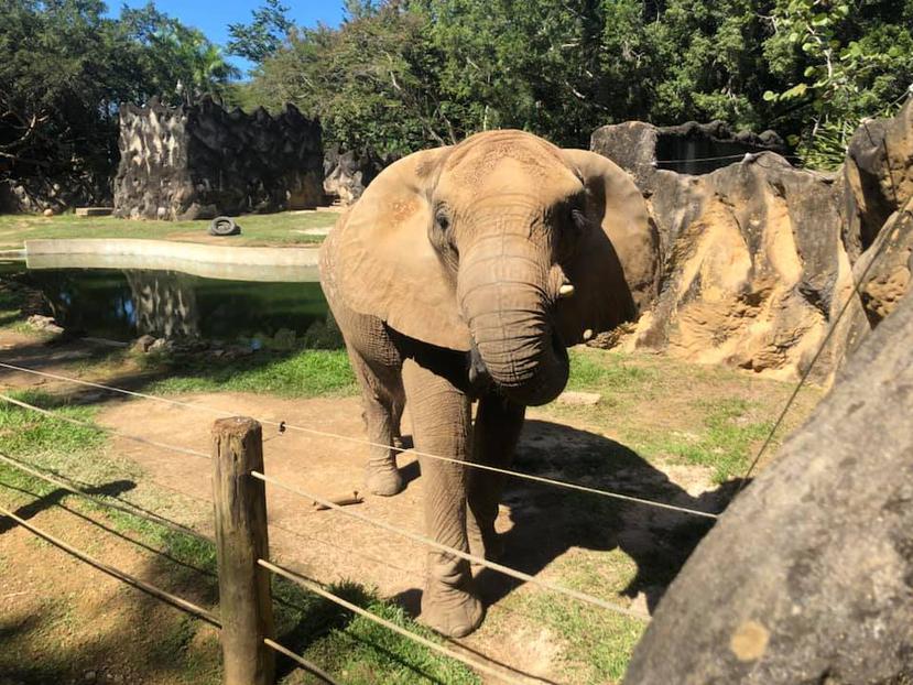 La elefante Mundi en el zoológico de Mayagüez.