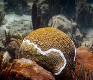 Un coral con el tratamiento aplicado se puede observar bajo el agua el 11 de junio del 2021 en Vieques, Puerto Rico.
