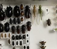 Los estudiantes construyeron una colección de 20 especies que representaran cinco órdenes de insectos.