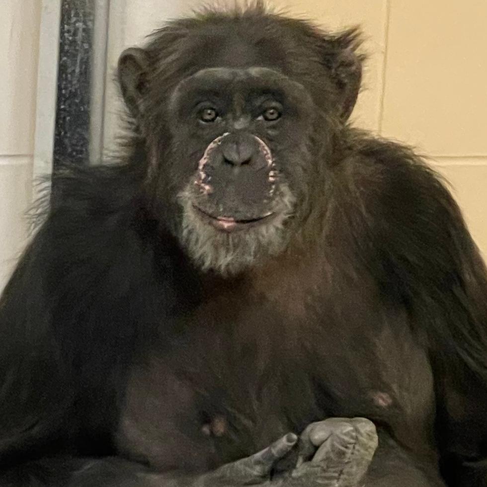 Mara, la chimpancé de más de 30 años, se encuentra "activa y curiosa" en un santuario del Zoológico de Indianápolis.