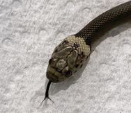 La serpiente de cabeza blanca es un animal venenoso.
