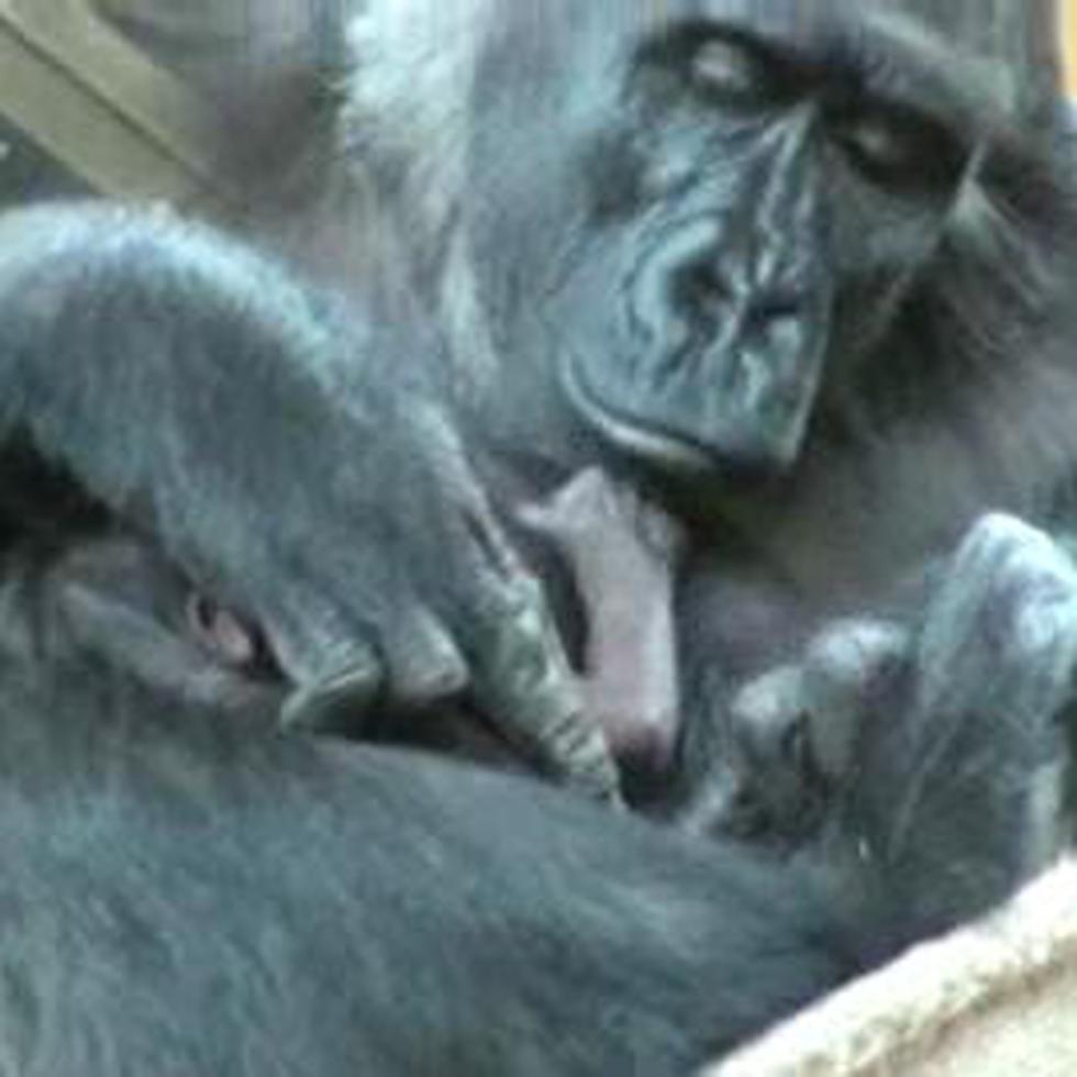 Nace una gorila en cautiverio