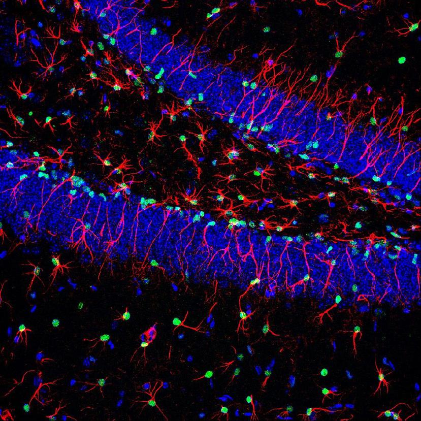 Un grupo de investigadores identificó la señal que regula la actividad de células madre cerebrales implicadas en la producción de nuevas neuronas. (EFE)