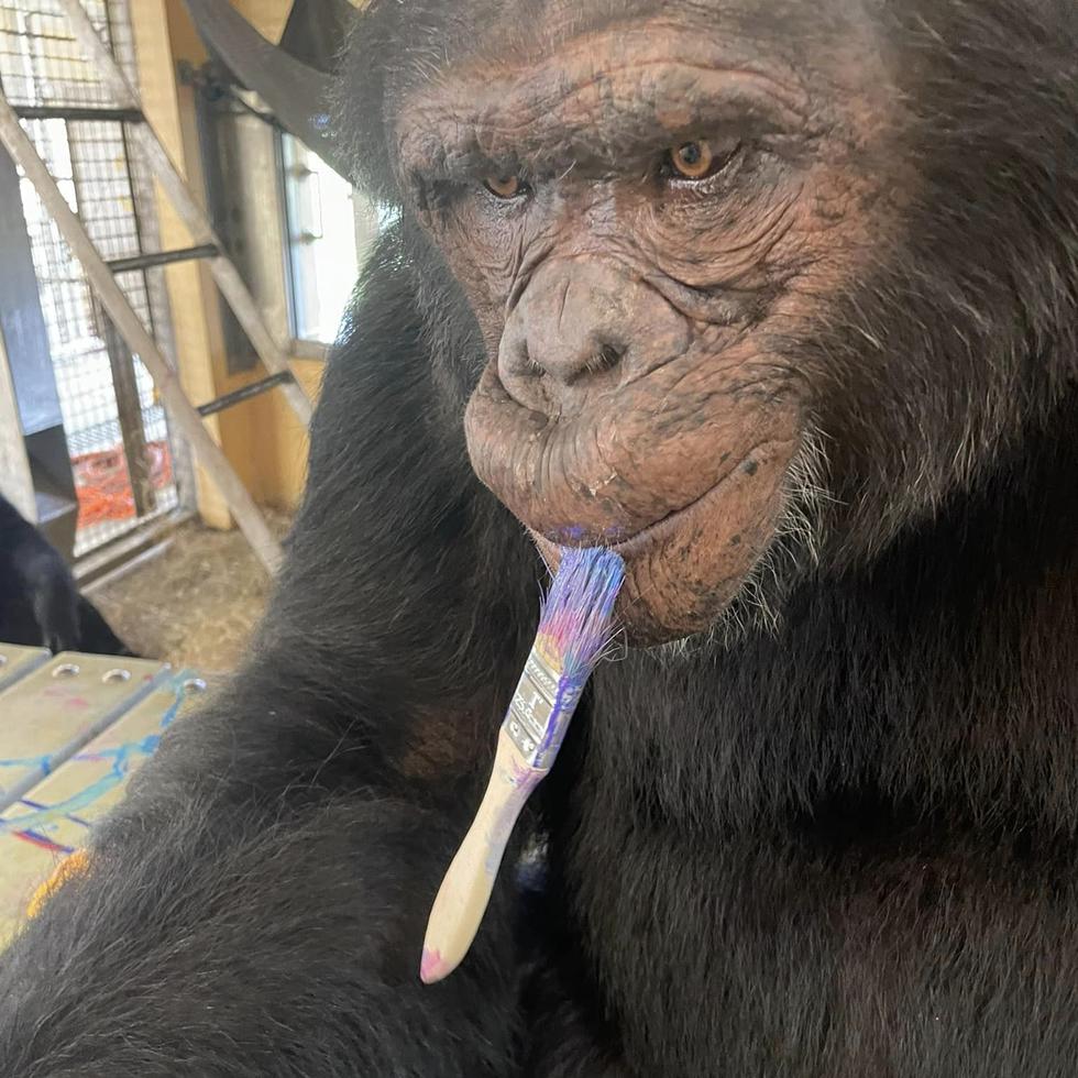 Fotografía cedida por Save The Chimps del chimpancé JB mientras pinta y cuya obra será una de las quince obras abstractas para la exposición "Art by Chimps" (Arte de los chimpancés).