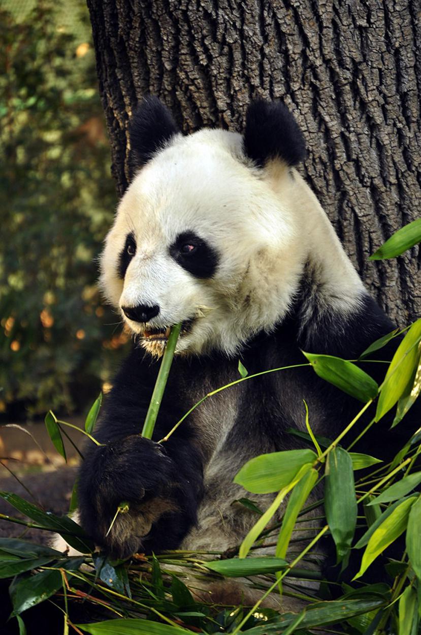 Un oso panda come un bambú. (EFE)