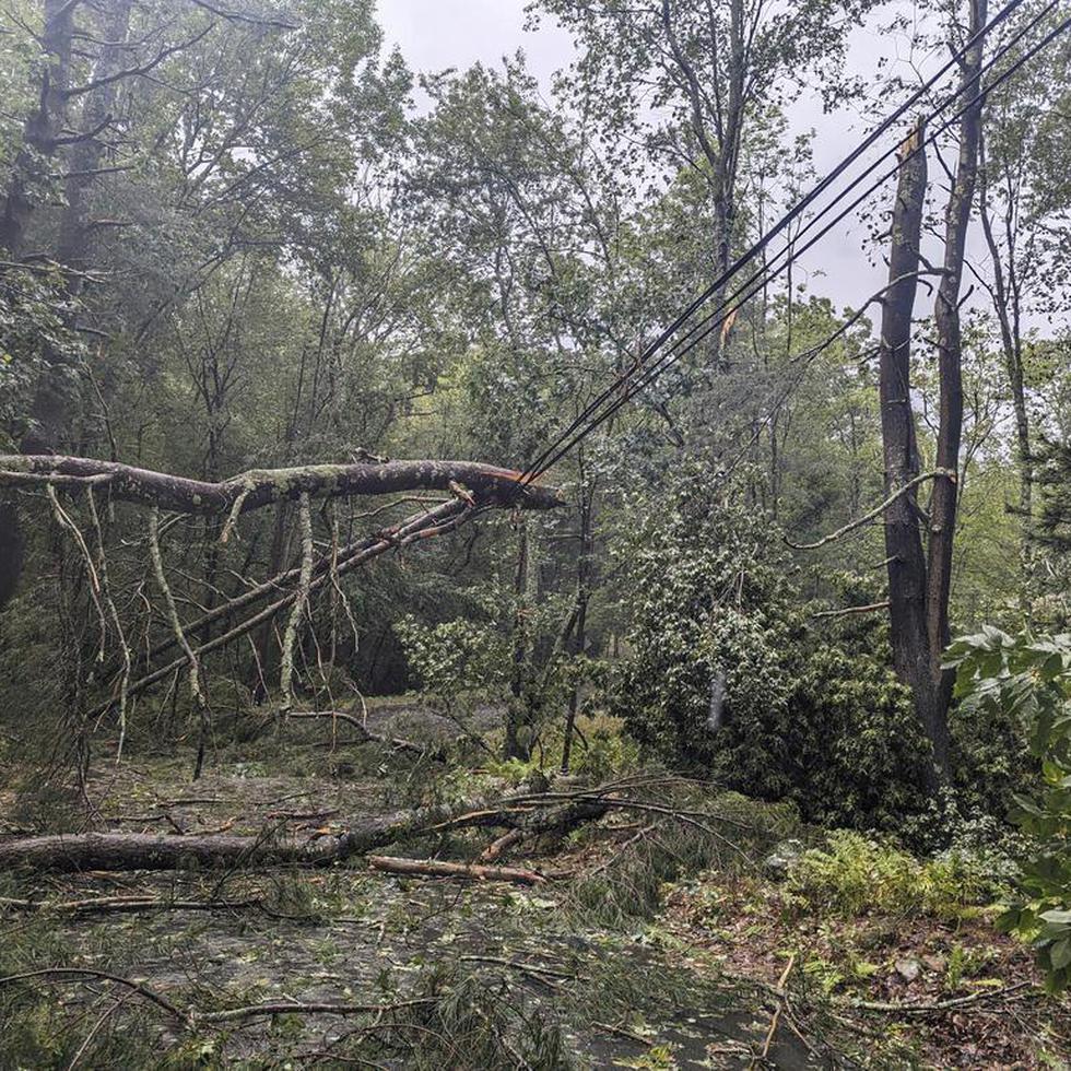 Esta fotografía proporcionada por Austin Rebello muestra árbloles caídos tras el paso de una tormenta, el miércoles 13 de septiembre de 2023, en Killingly, Connecticut.
