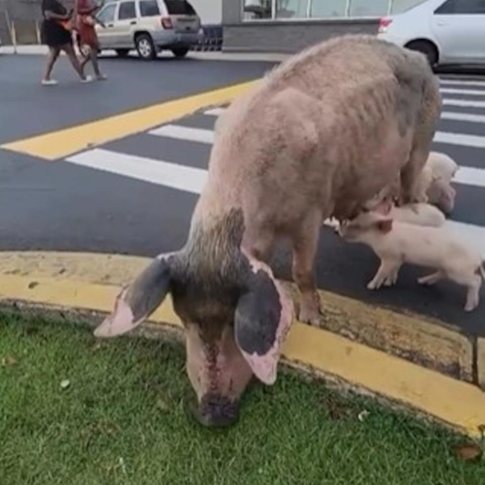 Captura del vídeo de Instagram que muestra a la cerdita con sus crías en el estacionamiento de Plaza Canóvanas.
