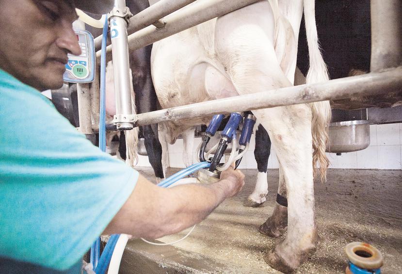 Ganaderos de leche denunciaron el jueves un cambio en la fórmula de pagos que representa cerca de 10 centavos menos por cada litro.
