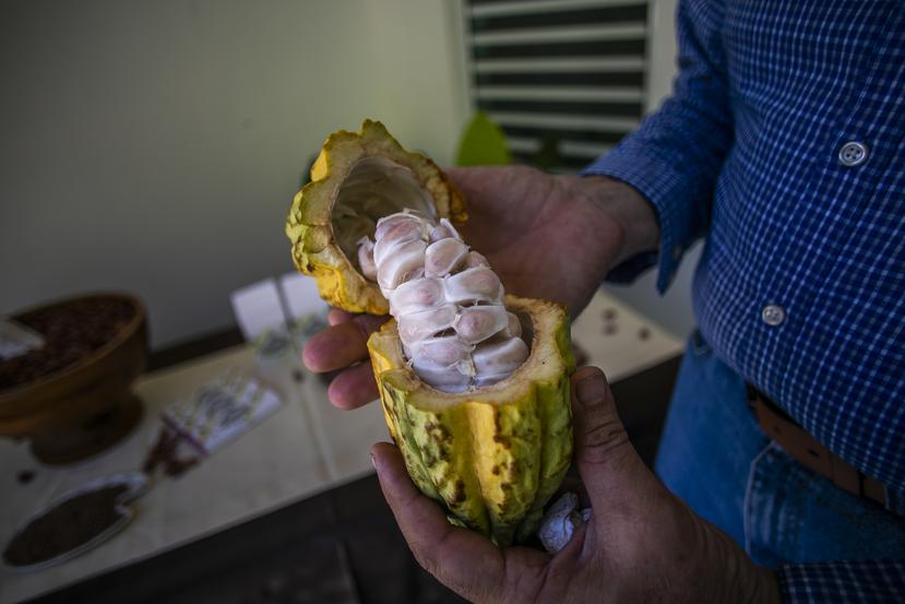 En Jeanmarie Chocolat, en Aguada, se cultiva un cacao premium, fino y aromático. 

Xavier Garcia / Fotoperiodista