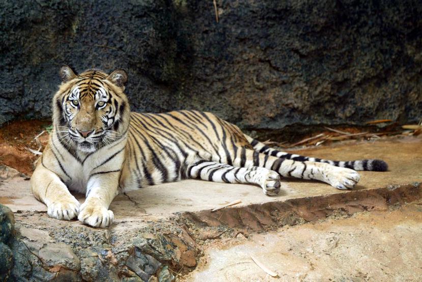 Un tigre en el Zoológico de Mayagüez en el 2005.