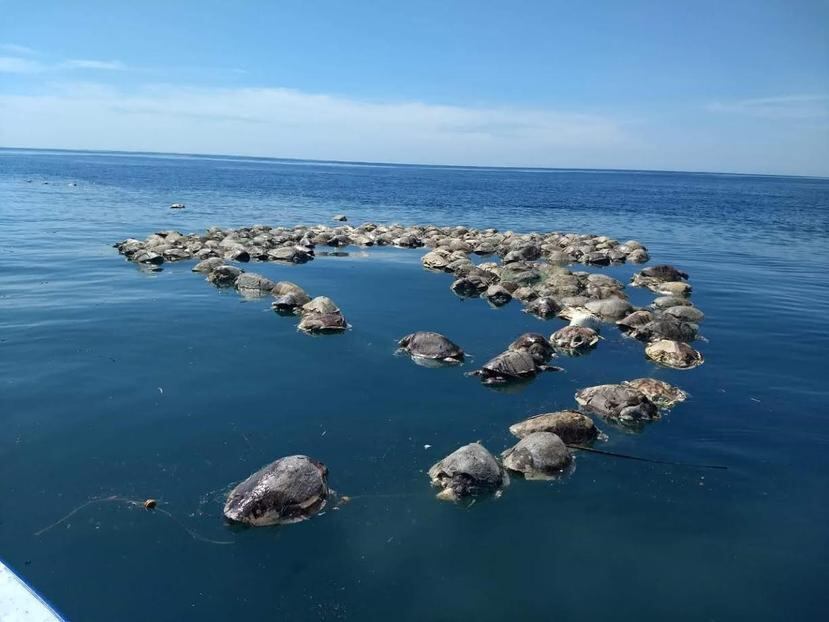 Tortugas sin vida flotan sobre las aguas del mar en Puerto Escondido, Oaxaca, en México. (EFE)