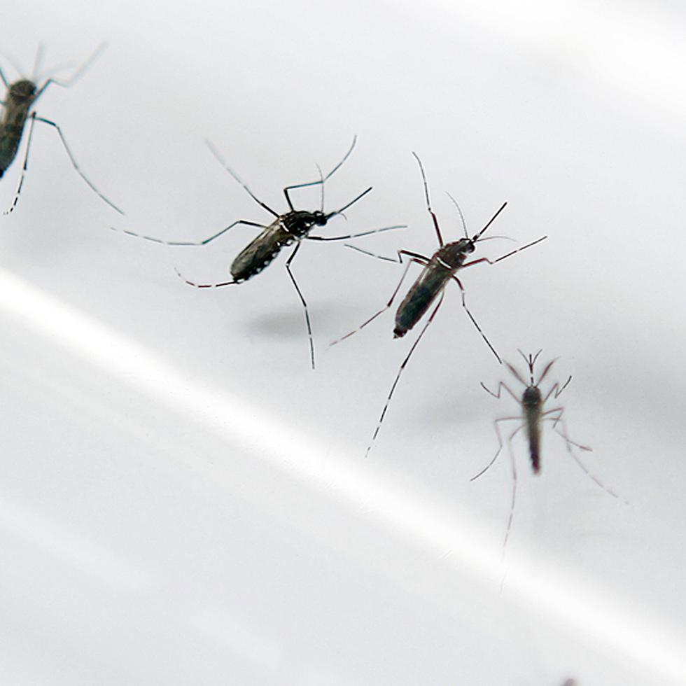 El informe semanal más reciente del Departamento de Salud –con datos hasta el 17 de marzo– da cuenta de 586 casos de dengue reportados en lo que va de año.