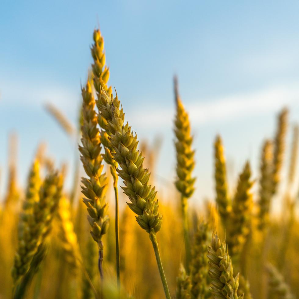 Los productos que contienen trigo, cebada, centeno y, en algunos casos, avena, están prohibidos para quienes tienen intolerancia al gluten. (Ant Rozetsky / Unsplash)