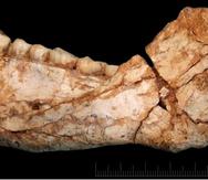 Inicialmente, se creyó que esos fósiles databan de hace unos 40,000 años y que pertenecían a una forma africana de los neandertales. (Max Planck Institute)
