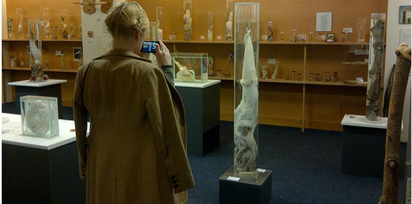 La colección incluye más de 300 muestras de penes y de partes de este órgano sexual de más de 93 animales. (Fotos Icelandic Phallological Museum)