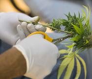 La industria de cannabis medicinal generaría $6,100 millones en la economía. (EFE)