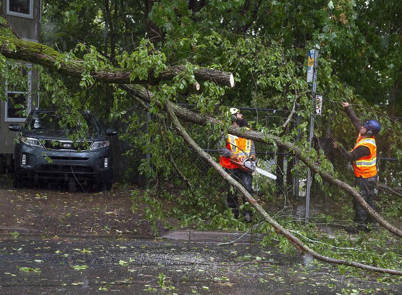 Dos trabajadores remueven unos árboles en Nueva Scotia. (AP)