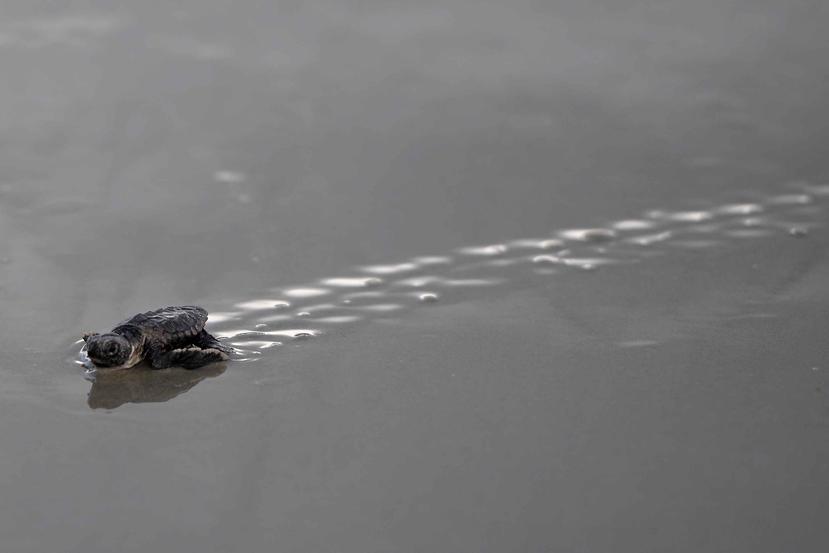 En esta fotografía de archivo del 5 de septiembre de 2014, una pequeña tortuga camina hacia el mar después de que estudiantes de segundo y quinto grado de la Academia Marina de Tybee Island excavaron un nido de tortuga en Tybee Island, Georgia. (Brittney