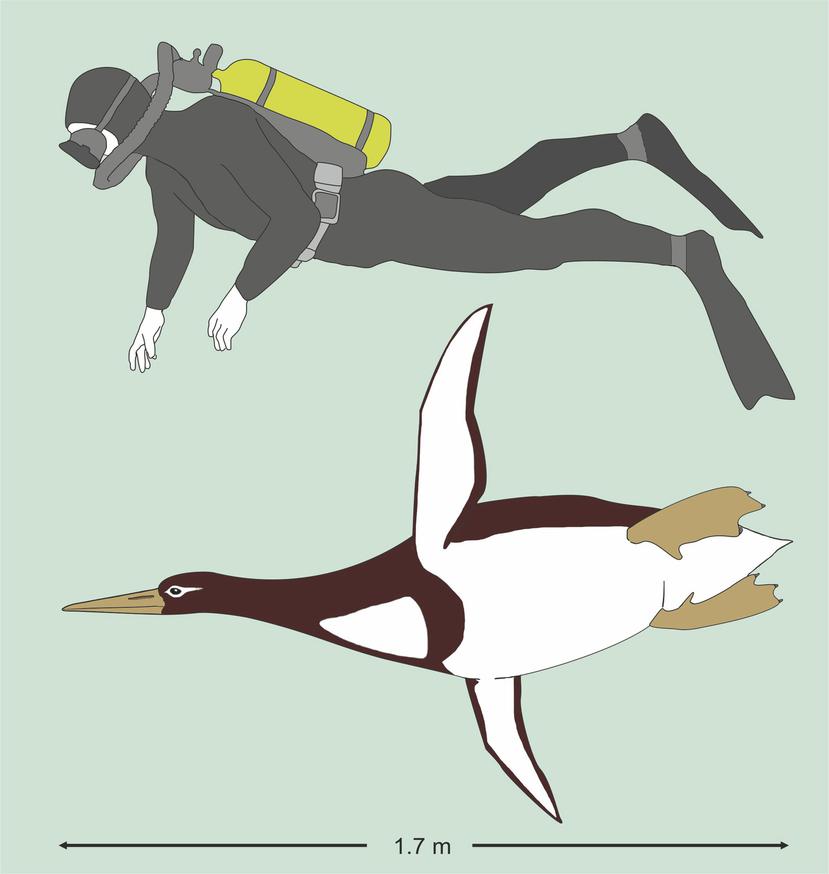 El pingüino medía 5 pies 4 pulgadas en pie y pesaba unos 220 libras. (AP)