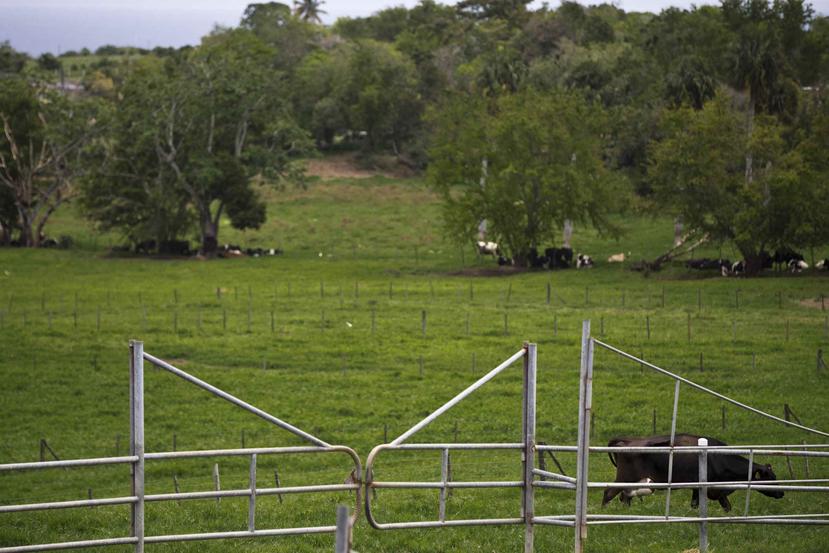 Entre todas las vaquerías en Hatillo hay aproximadamente 20,000 vacas, la mayoría usadas para la producción de leche fresca. (Archivo / GFR Media)