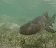 Tiburón limón (Negaprion brevirostris) juvenil nadando sobre yerbas marinas. Esta especie es sumamente flexible, tanto así que puede doblarse en forma de círculo y morder su propia cola.