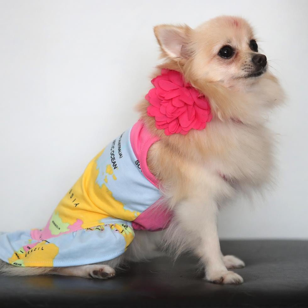Toy Doggie es una línea de ropa y accesorios para mascotas diseñados en Puerto Rico por Viviana Rivera, una diseñadora de moda para mascotas certificada. En la foto, uno de los perros con la ropa y los accesorios diseñados por Rivera. (Juan Luis Martínez Pérez)