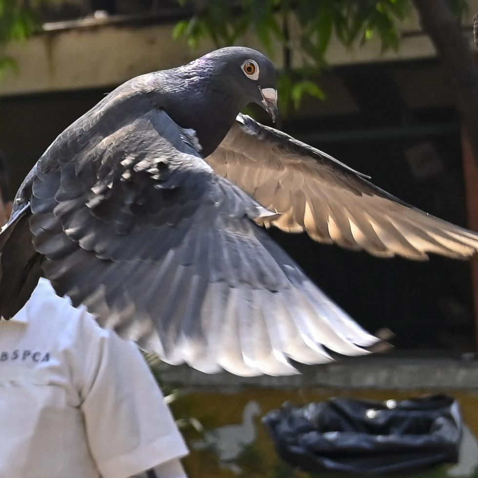 Una paloma que estuvo meses "detenida" por ser sospechosa de ser una espía de China, es liberada en un hospital veterinario en Mumbai, India, el 30 de enero.