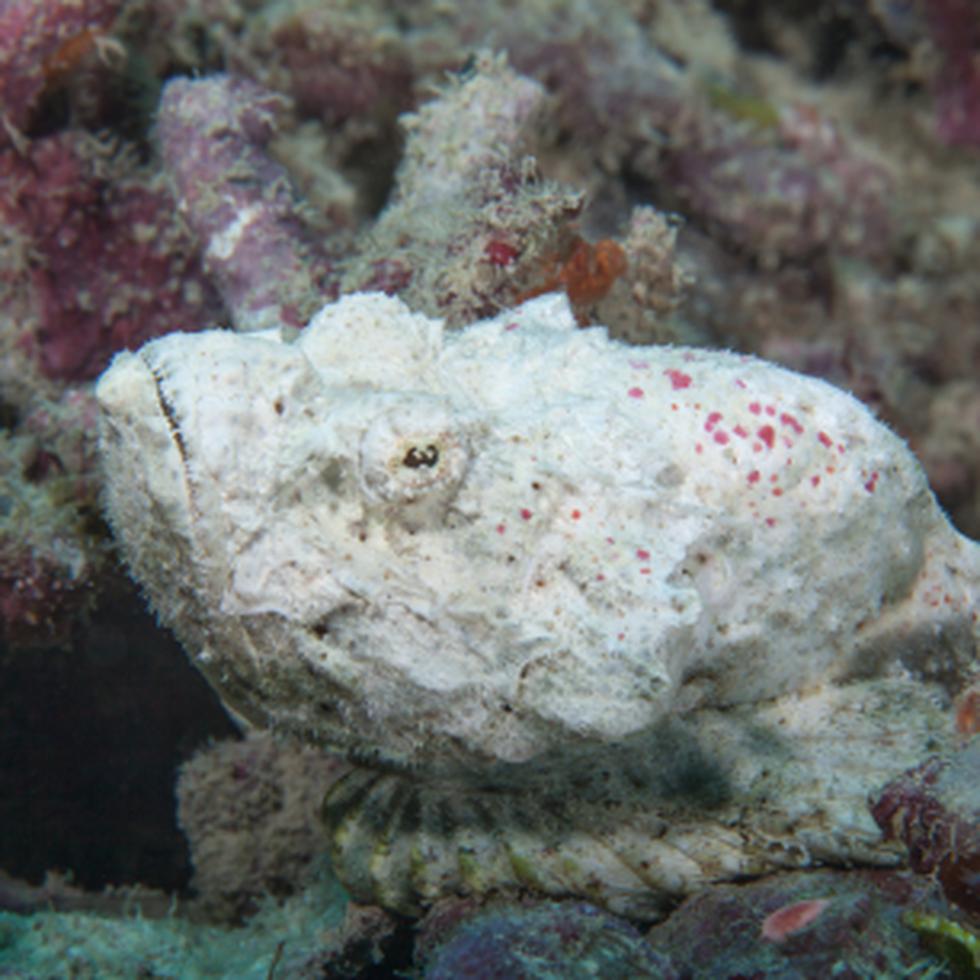 El pez piedra expulsa veneno a través de unas diminutas espinas localizadas sobre su lomo.