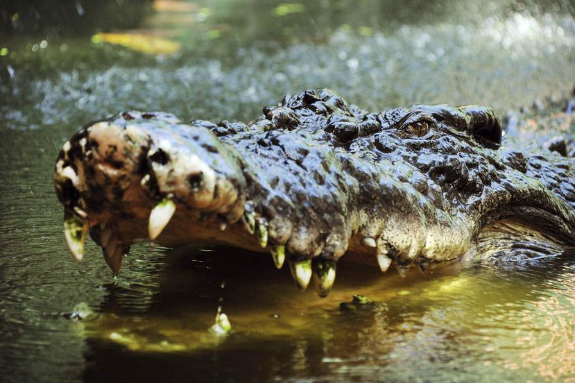 El cocodrilo ya había atacado y matado a otro cocodrilo con el que compartía el estanque. (EFE / Archivo)