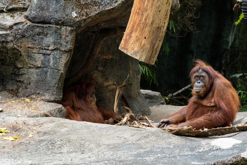 Con menos de 800 ejemplares, el orangután de Tapanuli es uno de los más vulnerables del mundo. (Shutterstock)