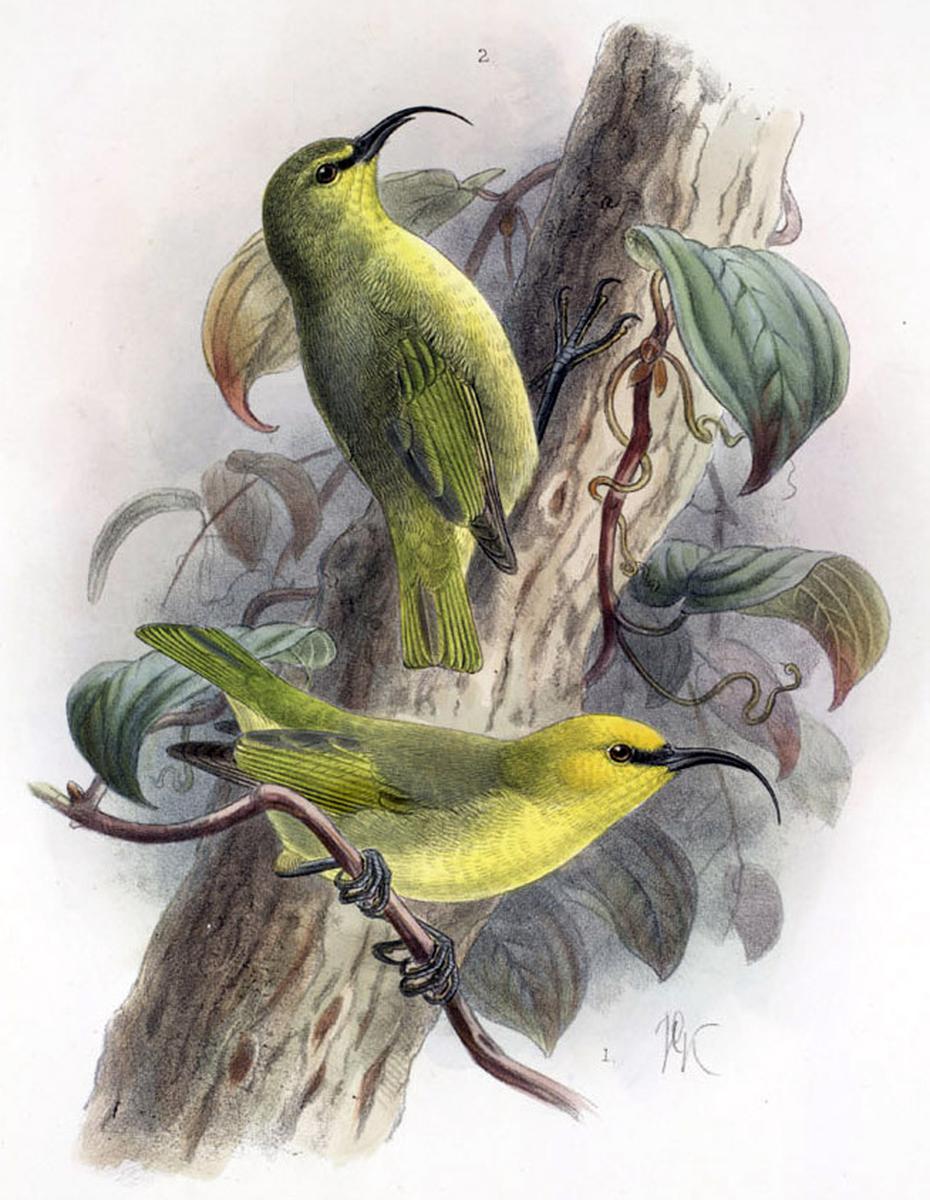 El pájaro Maui nukupuʻu, otra especie de ave mielera, fue vista por última vez en 1899, según el Servicio de Pesca y Vida Silvestre federal.