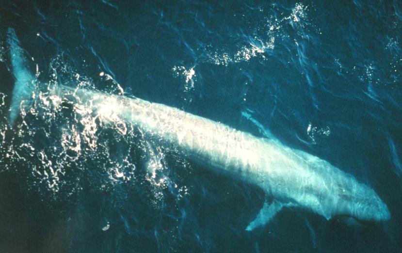 La ballena azul, que estuvo a punto de extinguirse a causa de la caza, es el animal más grande en poblar el planeta. (NMFS Northeast Fisheries Science Center)