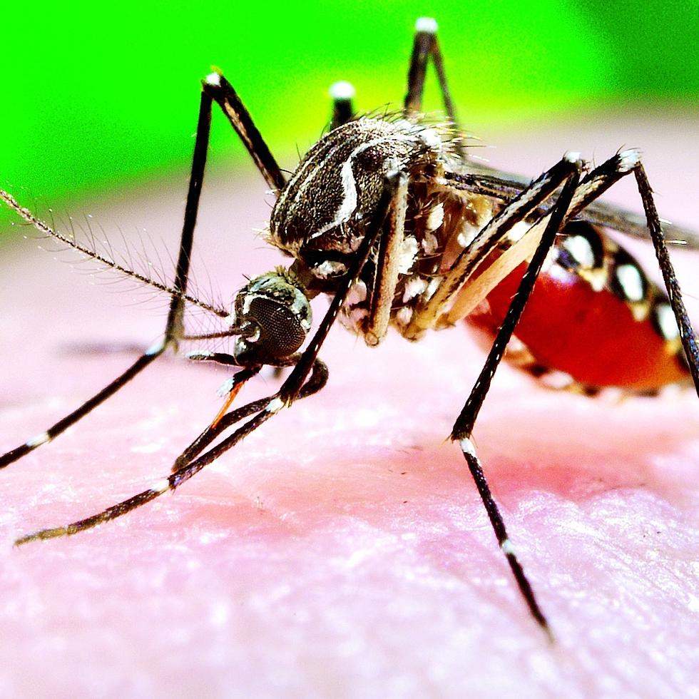 2006
Prof. Frank Hadley Collins, Dir., Cntr. for Global Health and Infectious Diseases, Univ. of Notre Dame

This 2006 photograph depicted a female <i>Aedes aegypti</i> mosquito while she was in the process of acquiring a blood meal from her human host, who in this instance, was actually the biomedical photographer, James Gathany, here at the Centers for Disease Control.  You?ll note the feeding apparatus consisting of a sharp, orange-colored ?fascicle?, which while not feeding, is covered in a soft, pliant sheath called the "labellum?, which retracts as the sharp stylets contained within pierce the host's skin surface, as the insect obtains its blood meal. The orange color of the fascicle is due to the red color of the blood as it migrates up the thin, sharp translucent tube.  The fascicle is composed of a pair of needle-sharp "stylets". The larger of the two stylets, known as the "labrum", when viewed in cross-section takes on the shape of an inverted "V", and acts as a gutter, which directs the ingested host blood towards the insect's mouth.

As the primary vector responsible for the transmission of the <i>Flavivirus</i> Dengue (DF), and Dengue hemorrhagic fever (DHF), the day-biting <i>Aedes aegypti</i> mosquito prefers to feed on its human hosts. <i>Ae. aegypti</i> also plays a major role as a vector for another  <i>Flavivirus</i>, "Yellow fever". Frequently found in its tropical environs, the white banded markings on the tarsal segments of its jointed legs, though distinguishing it as <i>Ae. aegypti</i>, are similar to some other mosquito species. Also note the lyre-shaped, silvery-white markings on its thoracic region as well, which is also a determining morphologic identifying characteristic.<p>This female?s abdomen had become distended due to the blood meal she was ingesting, imparting the red coloration to her translucent abdominal exoskeleton.
-----

-----

-----
