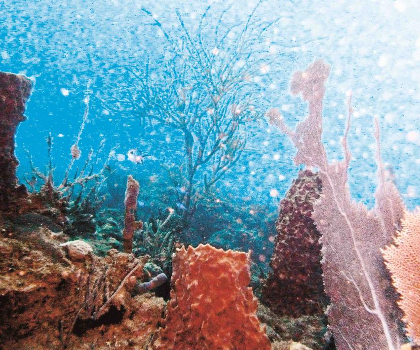 La NOAA ha propuesto otorgar $200,000 al programa de rehabilitación de arrecifes de coral del Recinto de Río Piedras de la Universidad de Puerto Rico. (Archivo / GFR Media)